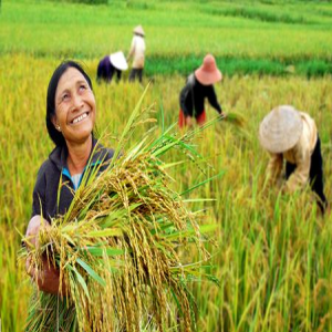 Chính sách hỗ trợ về BHXH cho nông dân
